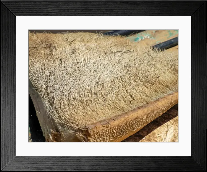 Framed Print : A just dead grey whale baleen detail close up Framed Print : A just dead grey whale baleen detail close up