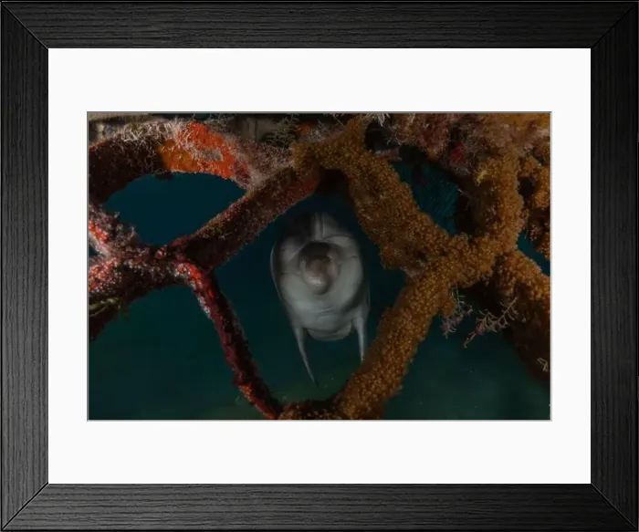 Framed Print : Dolphin swimming in the Red Sea, Eilat Israel Framed Print : Dolphin swimming in the Red Sea, Eilat Israel