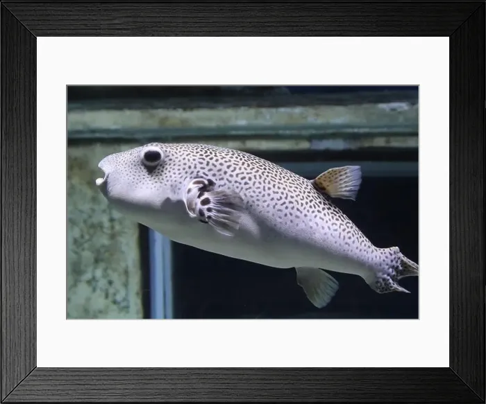 Framed Print : Star Puffer (Arothron stellatus) in an aquarium Framed Print : Star Puffer (Arothron stellatus) in an aquarium
