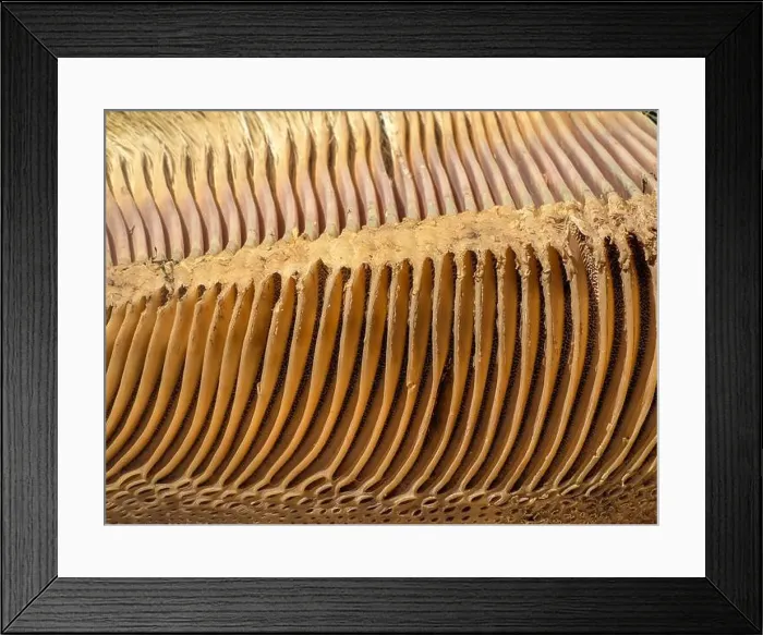 Framed Print : A just dead grey whale baleen detail close up Framed Print : A just dead grey whale baleen detail close up