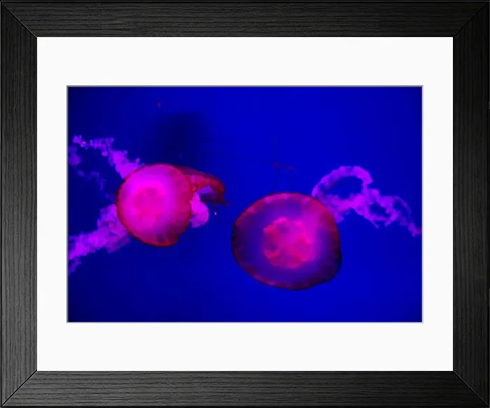 Framed Print : Closeup of Jelly fish swimming in a large aquarium Framed Print : Closeup of Jelly fish swimming in a large aquarium