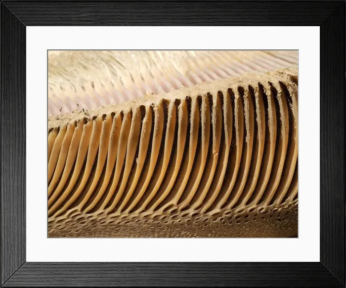 Framed Print : A just dead grey whale baleen detail close up Framed Print : A just dead grey whale baleen detail close up