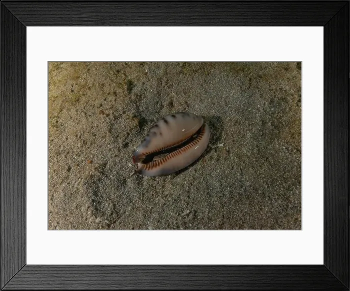 Framed Print : Sea snail in the Red Sea Colorful and beautiful, Eilat Israel Framed Print : Sea snail in the Red Sea Colorful and beautiful, Eilat Israel