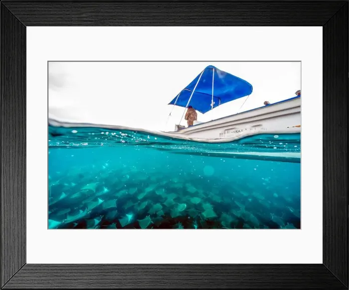 Framed Print : diving underwater with a Huge school of mobulas mobula munkiana in cortez sea ensenada de muertos baja de los sunos Framed Print : diving underwater with a Huge school of mobulas mobula munkiana in cortez sea ensenada de muertos baja de los sunos