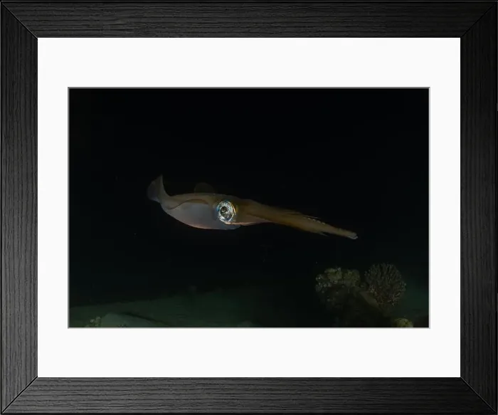 Framed Print : Squid in the Red Sea Colorful and beautiful, Eilat Israel Framed Print : Squid in the Red Sea Colorful and beautiful, Eilat Israel