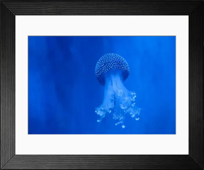 Framed Print : Spotted Jellyfish (phyllorhiza punctata) in an aquarium Framed Print : Spotted Jellyfish (phyllorhiza punctata) in an aquarium
