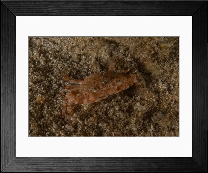 Framed Print : Crab in the Red Sea Colorful and beautiful, Eilat Israel Framed Print : Crab in the Red Sea Colorful and beautiful, Eilat Israel