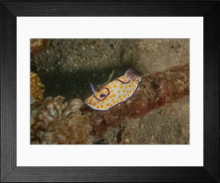 Framed Print : Nudibranch Sea Slug in the Red Sea Colorful and beautiful, Eilat Israel Framed Print : Nudibranch Sea Slug in the Red Sea Colorful and beautiful, Eilat Israel
