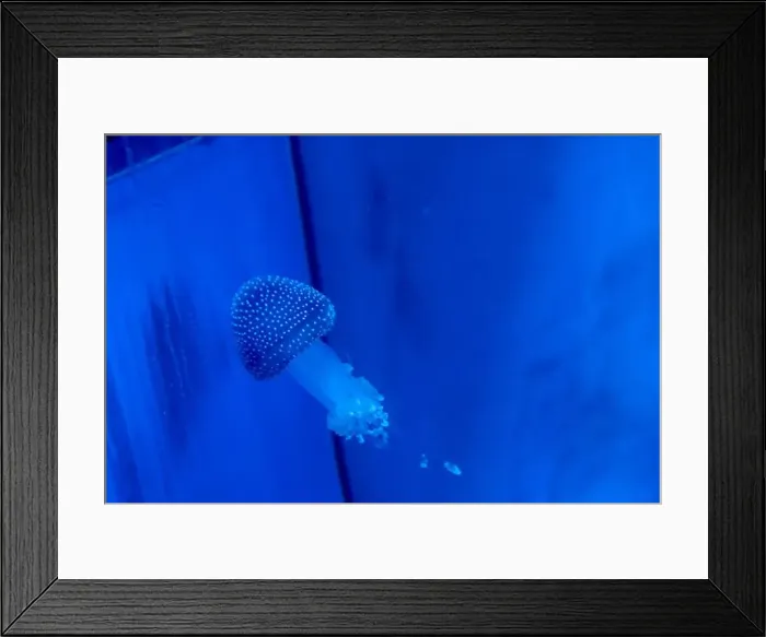 Framed Print : Spotted Jellyfish (phyllorhiza punctata) in an aquarium Framed Print : Spotted Jellyfish (phyllorhiza punctata) in an aquarium