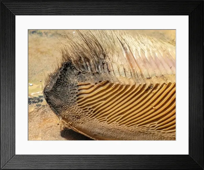 Framed Print : A just dead grey whale baleen detail close up Framed Print : A just dead grey whale baleen detail close up