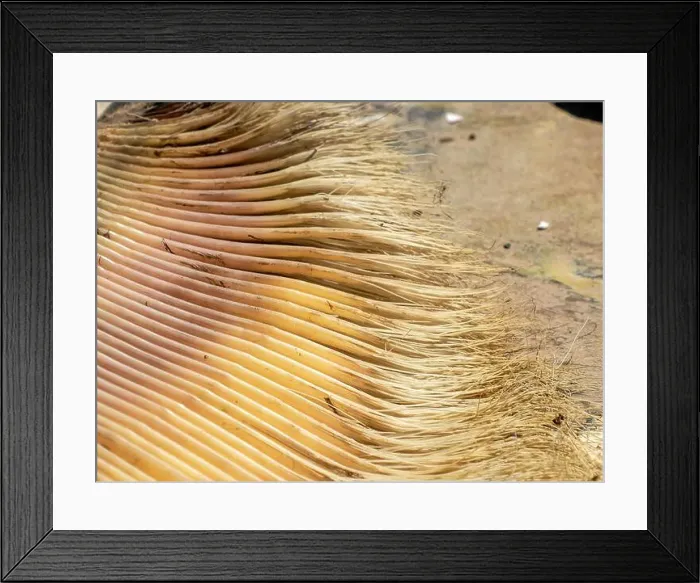 Framed Print : A just dead grey whale baleen detail close up Framed Print : A just dead grey whale baleen detail close up