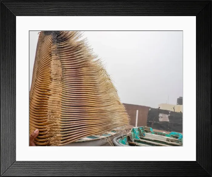 Framed Print : A just dead grey whale baleen detail close up Framed Print : A just dead grey whale baleen detail close up