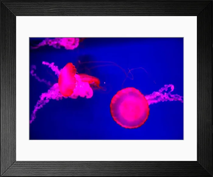 Framed Print : Closeup of Jelly fish swimming in a large aquarium Framed Print : Closeup of Jelly fish swimming in a large aquarium