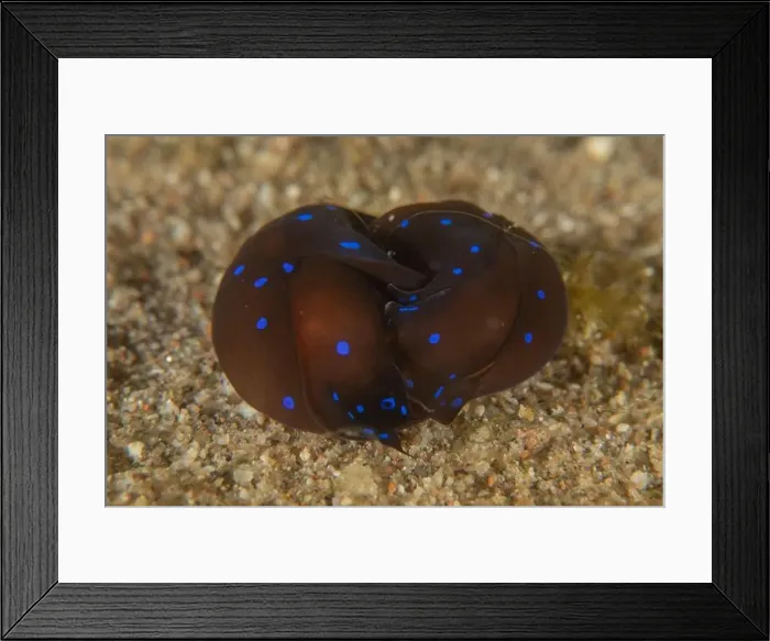 Framed Print : Nudibranch Sea Slug in the Red Sea Colorful and beautiful, Eilat Israel Framed Print : Nudibranch Sea Slug in the Red Sea Colorful and beautiful, Eilat Israel