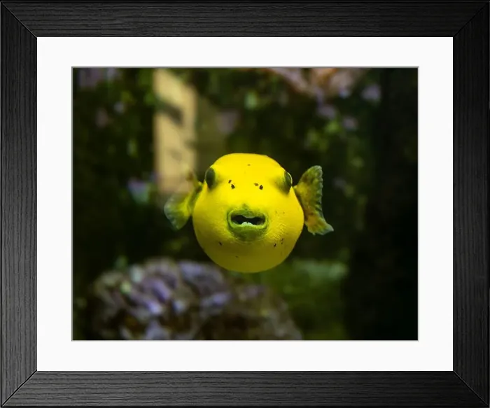 Framed Print : Yellow Blackspotted Puffer Or Dog-faced Puffer Fish Arothron Nigropunctatus Swimming In Water