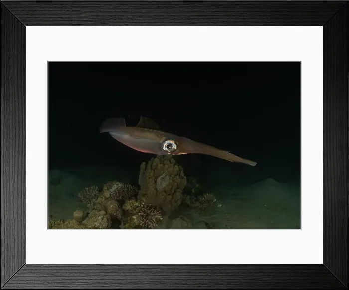 Framed Print : Squid in the Red Sea Colorful and beautiful, Eilat Israel Framed Print : Squid in the Red Sea Colorful and beautiful, Eilat Israel