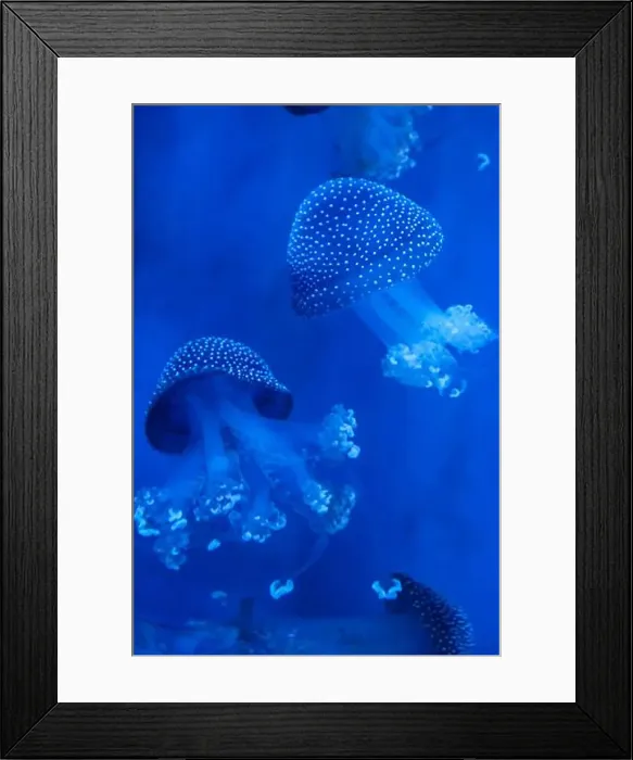 Framed Print : Spotted Jellyfish (phyllorhiza punctata) in an aquarium Framed Print : Spotted Jellyfish (phyllorhiza punctata) in an aquarium