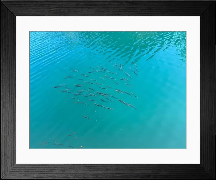 Framed Print : A large group of small fish swims gracefully in the turquoise waters