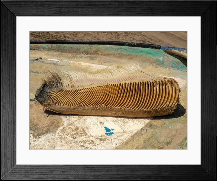 Framed Print : A just dead grey whale baleen detail close up Framed Print : A just dead grey whale baleen detail close up