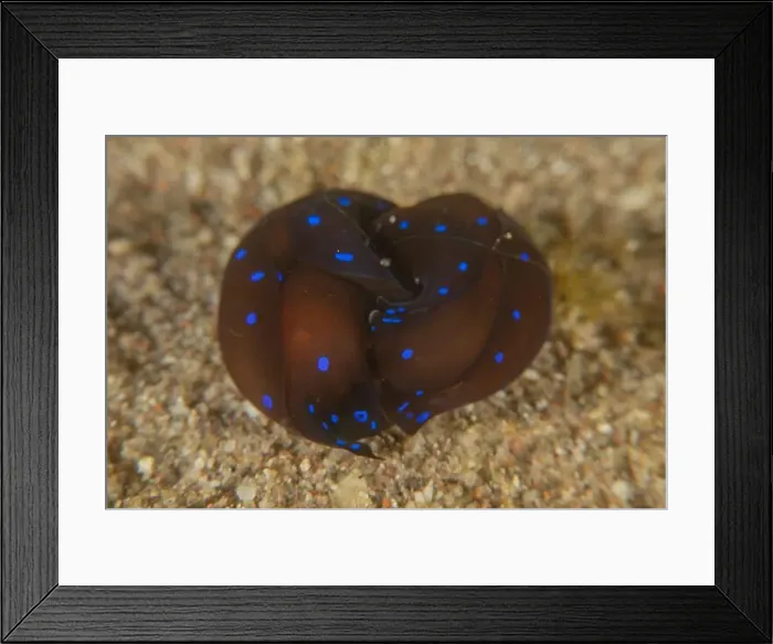 Framed Print : Nudibranch Sea Slug in the Red Sea Colorful and beautiful, Eilat Israel Framed Print : Nudibranch Sea Slug in the Red Sea Colorful and beautiful, Eilat Israel