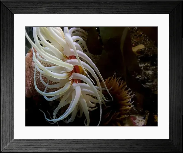 Framed Print : Actinia equina on an offshore reef. Marine aquarium Framed Print : Actinia equina on an offshore reef. Marine aquarium