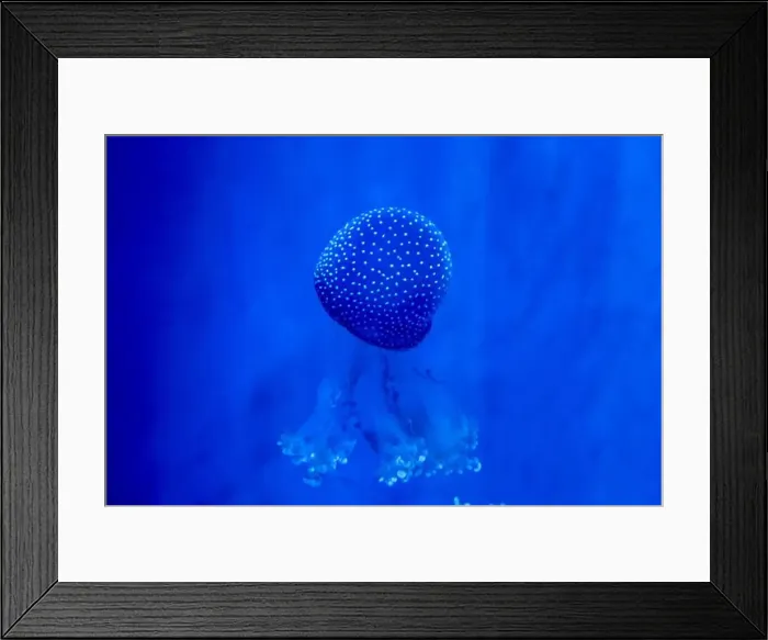 Framed Print : Spotted Jellyfish (phyllorhiza punctata) in an aquarium Framed Print : Spotted Jellyfish (phyllorhiza punctata) in an aquarium