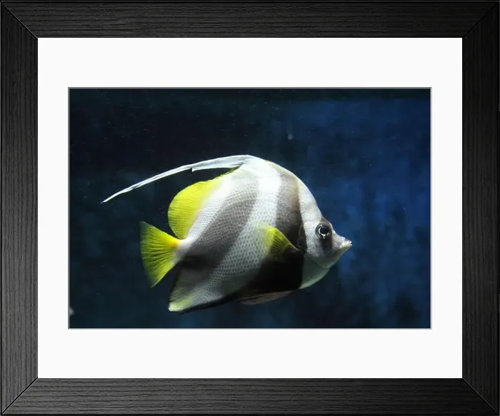 Framed Print : The pennant coralfish (Heniochus acuminatus) Framed Print : The pennant coralfish (Heniochus acuminatus)