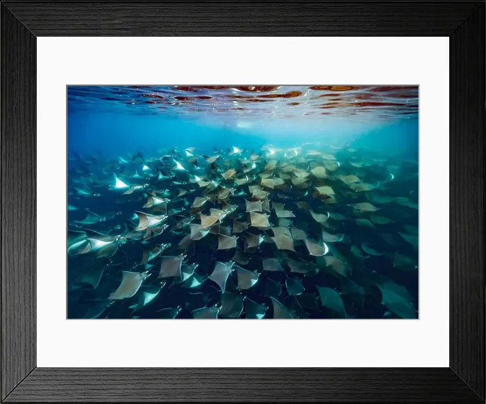 Framed Print : diving underwater with a Huge school of mobulas mobula munkiana in cortez sea ensenada de muertos baja de los sunos Framed Print : diving underwater with a Huge school of mobulas mobula munkiana in cortez sea ensenada de muertos baja de los sunos