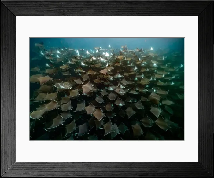 Framed Print : diving underwater with a Huge school of mobulas mobula munkiana in cortez sea ensenada de muertos baja de los sunos Framed Print : diving underwater with a Huge school of mobulas mobula munkiana in cortez sea ensenada de muertos baja de los sunos