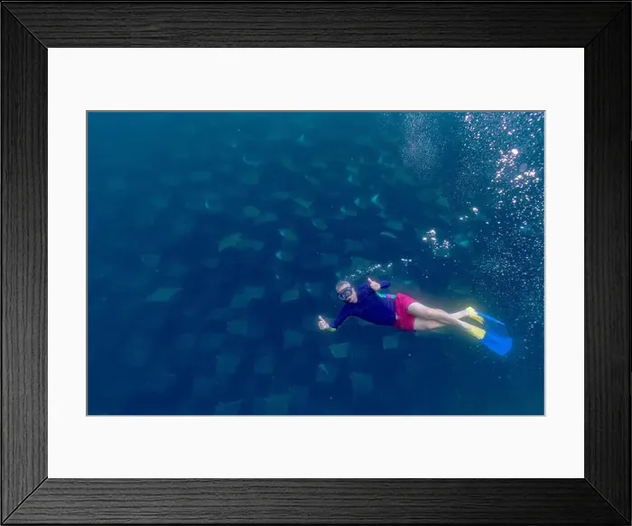 Framed Print : diving underwater with a Huge school of mobulas mobula munkiana in cortez sea ensenada de muertos baja de los sunos Framed Print : diving underwater with a Huge school of mobulas mobula munkiana in cortez sea ensenada de muertos baja de los sunos