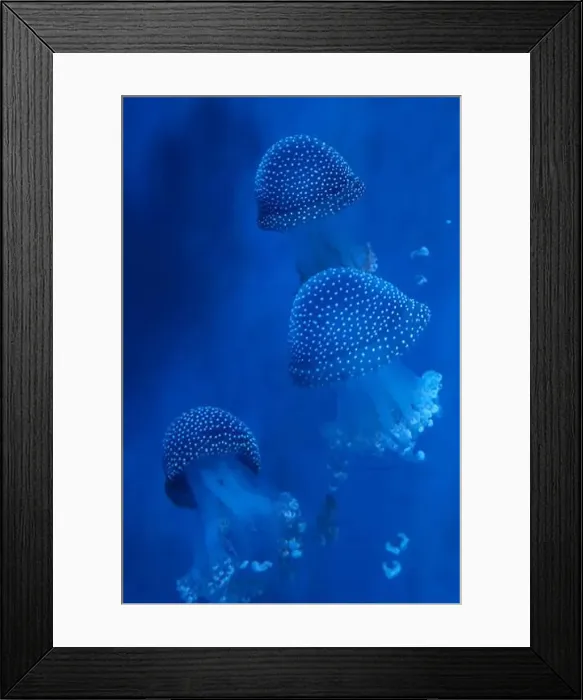 Framed Print : Spotted Jellyfish (phyllorhiza punctata) in an aquarium Framed Print : Spotted Jellyfish (phyllorhiza punctata) in an aquarium