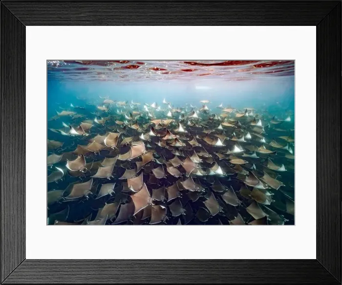 Framed Print : diving underwater with a Huge school of mobulas mobula munkiana in cortez sea ensenada de muertos baja de los sunos Framed Print : diving underwater with a Huge school of mobulas mobula munkiana in cortez sea ensenada de muertos baja de los sunos