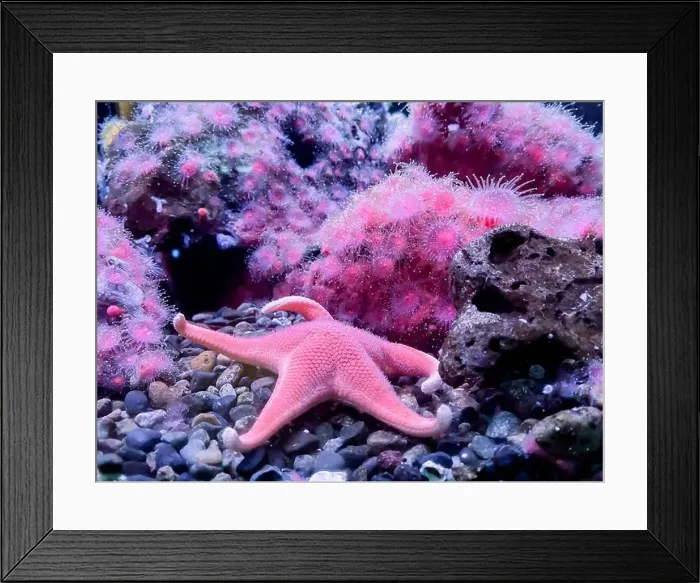 Framed Print : Red starfish Fromia milleperella on rocks Marine Aquarium Framed Print : Red starfish Fromia milleperella on rocks Marine Aquarium
