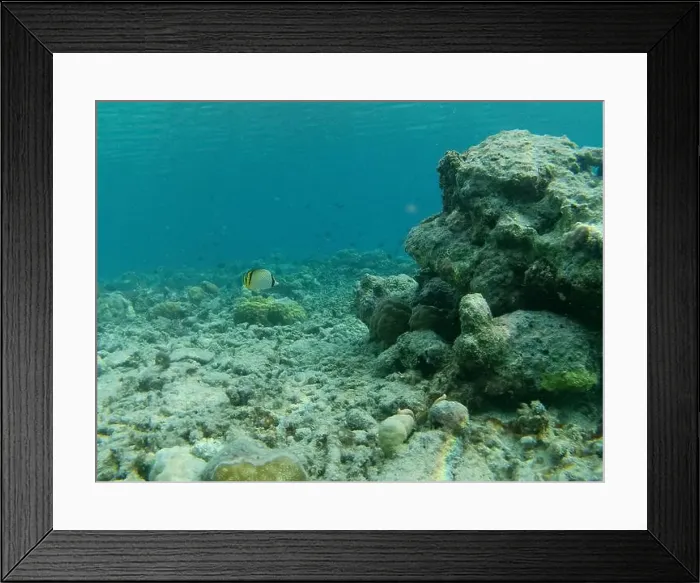 Framed Print : Underwater, coral reef and blackened butterfly fish Framed Print : Underwater, coral reef and blackened butterfly fish