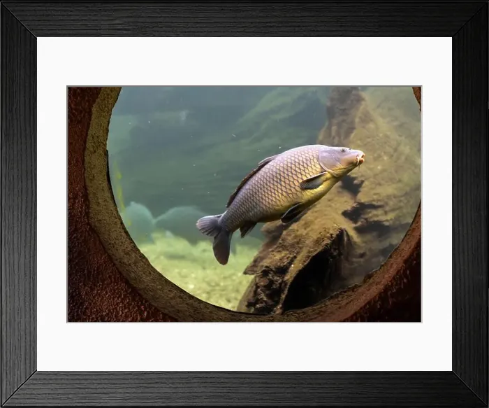 Framed Print : Freshwater fish carp (Cyprinus carpio) feeding with boilie in the beautiful clean pound Framed Print : Freshwater fish carp (Cyprinus carpio) feeding with boilie in the beautiful clean pound