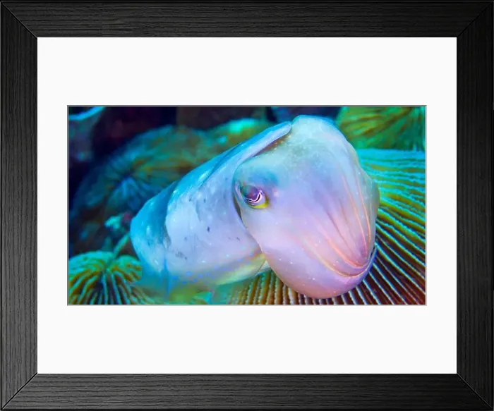 Framed Print : Cuttlefish, Sepia sp. Reef Building Corals, Coral Reef, Lembeh, North Sulawesi, Indonesia, Asia Framed Print : Cuttlefish, Sepia sp. Reef Building Corals, Coral Reef, Lembeh, North Sulawesi, Indonesia, Asia