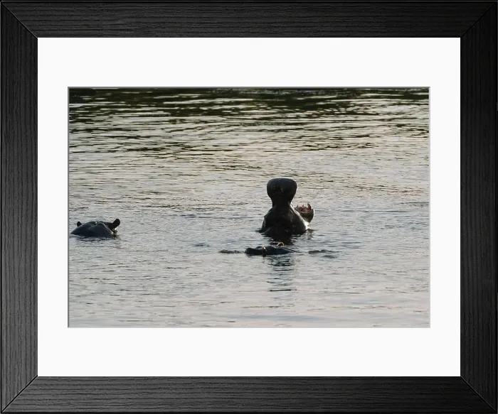 Framed Print : Hippopotamus swimming in Zambezi river in Zimbabwe Framed Print : Hippopotamus swimming in Zambezi river in Zimbabwe
