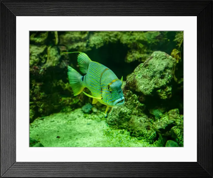 Framed Print : Blue-lined seabream or sailfin snapper (Symphorichthys spilurus) Framed Print : Blue-lined seabream or sailfin snapper (Symphorichthys spilurus)
