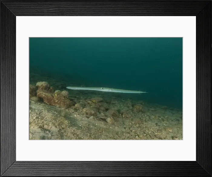 Framed Print : Squid in the Red Sea, Colorful and beautiful, Eilat, Israel Framed Print : Squid in the Red Sea, Colorful and beautiful, Eilat, Israel