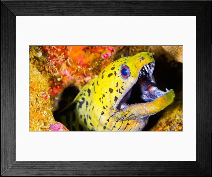 Framed Print : Spot-face Moray, Gymnothorax fimbriatus, Lembeh, North Sulawesi, Indonesia, Asia Framed Print : Spot-face Moray, Gymnothorax fimbriatus, Lembeh, North Sulawesi, Indonesia, Asia