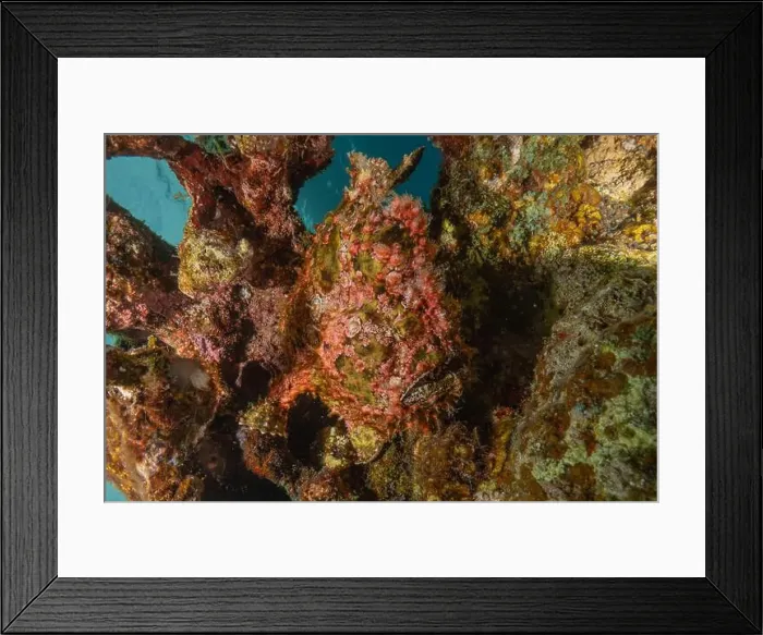 Framed Print : Frog fish in the Red Sea Colorful and beautiful, Eilat Israel Framed Print : Frog fish in the Red Sea Colorful and beautiful, Eilat Israel
