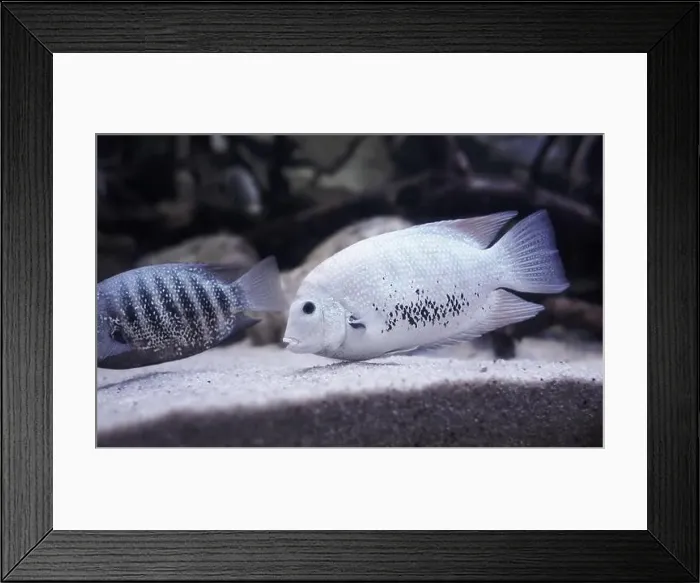 Framed Print : Silver Cichlid fish swimming in the clean sea underwater with colorful corals background Framed Print : Silver Cichlid fish swimming in the clean sea underwater with colorful corals background