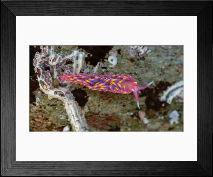 Framed Print : Rainbow Sea Slug / Nudibranch / Babakina anadoni in rock pool Falmouth Cornwall UK Framed Print : Rainbow Sea Slug / Nudibranch / Babakina anadoni in rock pool Falmouth Cornwall UK