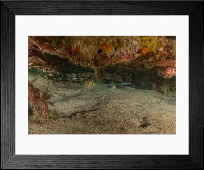 Framed Print : Blue-spotted stingray On the seabed in the Red Sea Eilat, Israel Framed Print : Blue-spotted stingray On the seabed in the Red Sea Eilat, Israel