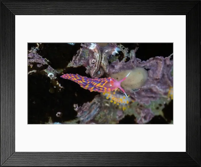 Framed Print : Rainbow Sea Slug / Nudibranch / Babakina anadoni in rock pool Falmouth Cornwall UK Framed Print : Rainbow Sea Slug / Nudibranch / Babakina anadoni in rock pool Falmouth Cornwall UK