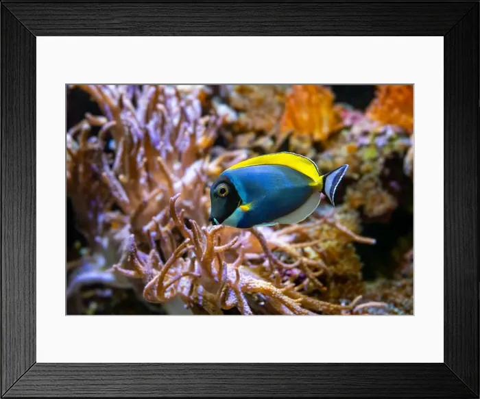 Framed Print : Powderblue surgeonfish, Acanthurus leucosternon / Weißkehl-Doktorfisch Framed Print : Powderblue surgeonfish, Acanthurus leucosternon / Weißkehl-Doktorfisch