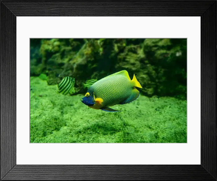 Framed Print : Blue faced angelfish Pomacanthus xanthometopon in a coral reef Framed Print : Blue faced angelfish Pomacanthus xanthometopon in a coral reef