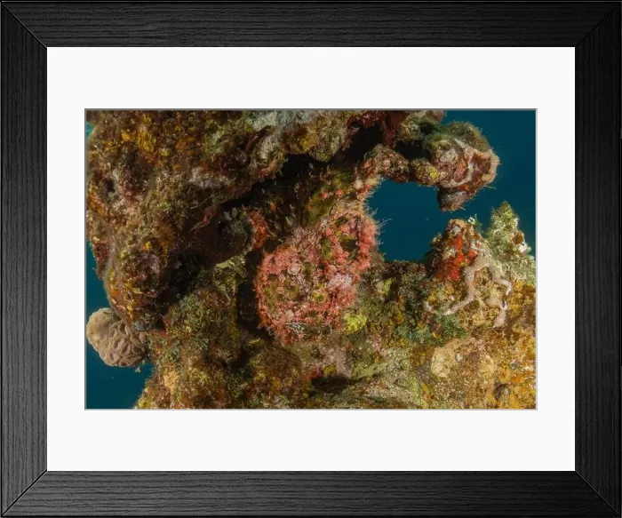 Framed Print : Frog fish in the Red Sea Colorful and beautiful, Eilat Israel Framed Print : Frog fish in the Red Sea Colorful and beautiful, Eilat Israel
