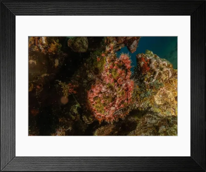 Framed Print : Frog fish in the Red Sea Colorful and beautiful, Eilat Israel Framed Print : Frog fish in the Red Sea Colorful and beautiful, Eilat Israel