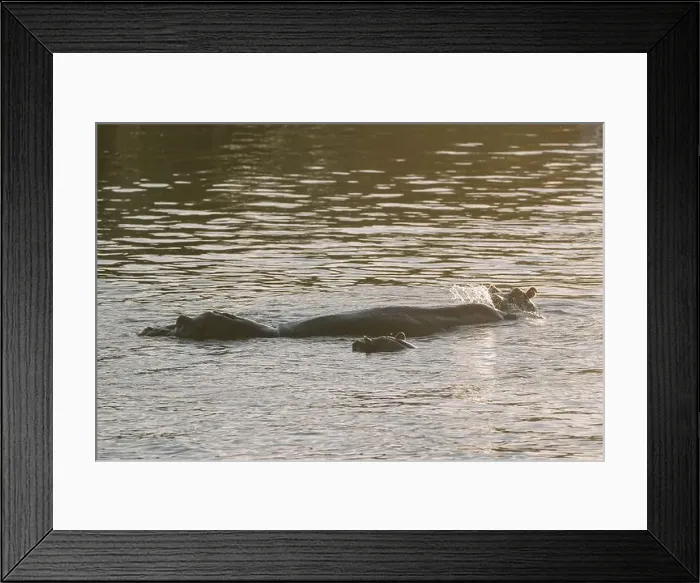 Framed Print : Hippopotamus swimming in Zambezi river in Zimbabwe Framed Print : Hippopotamus swimming in Zambezi river in Zimbabwe